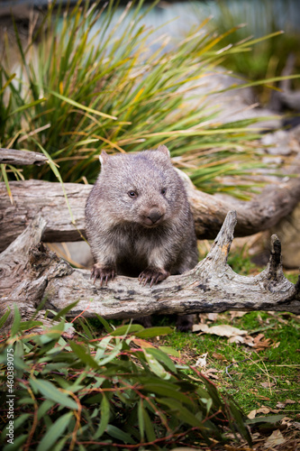Obraz na plátně Wombat in the wilderness of Tasmania