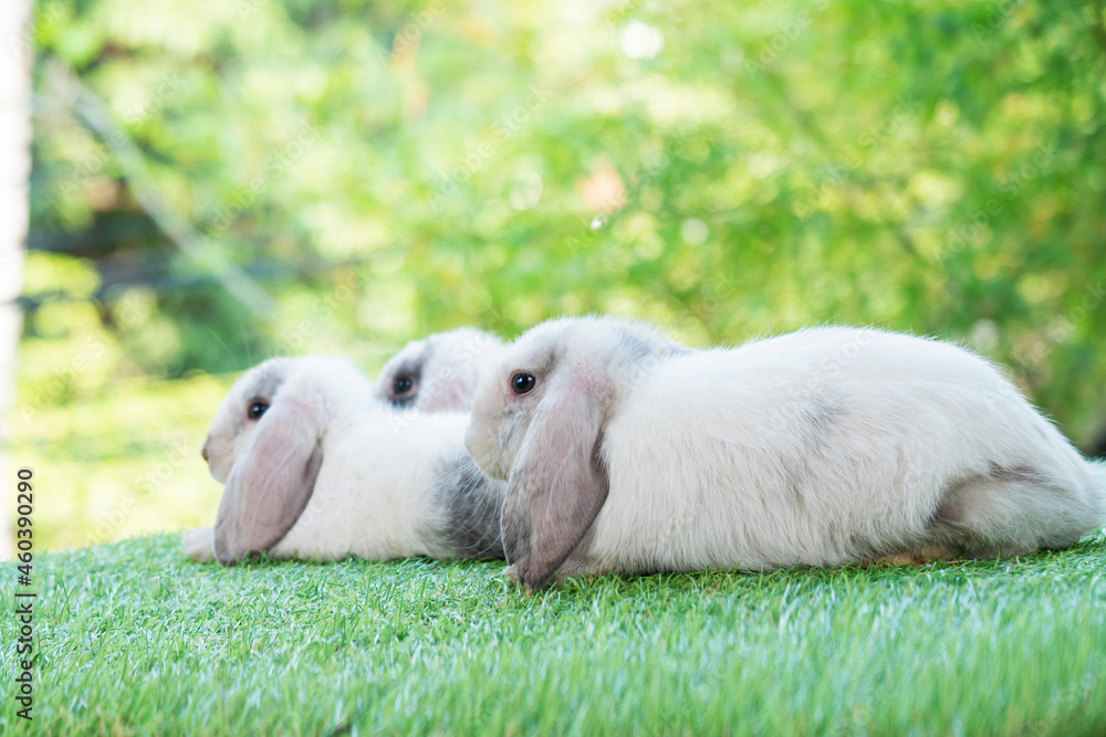 Adorable three little white grey lop eared rabbits bunny sitting on green grass together while looking at nature background. Easter animal concept. Adorable three little white grey lop eared rabbits bunny sitting on green grass together while looking at nature background. Easter animal concept.