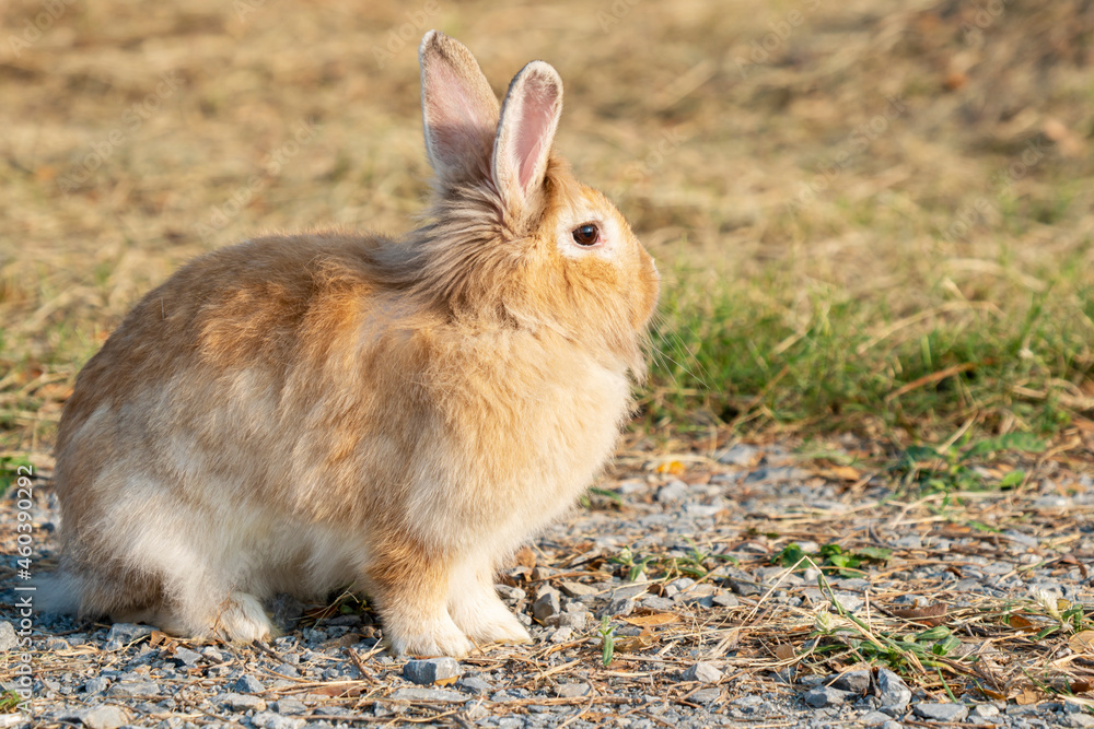 Fluffy brown bunny rabbit sitting on the dry grass over environment natural light background. Furry cute wild-animal single at outdoor. Easter animal concept. Fluffy brown bunny rabbit sitting on the dry grass over environment natural light background. Furry cute wild-animal single at outdoor. Easter animal concept.