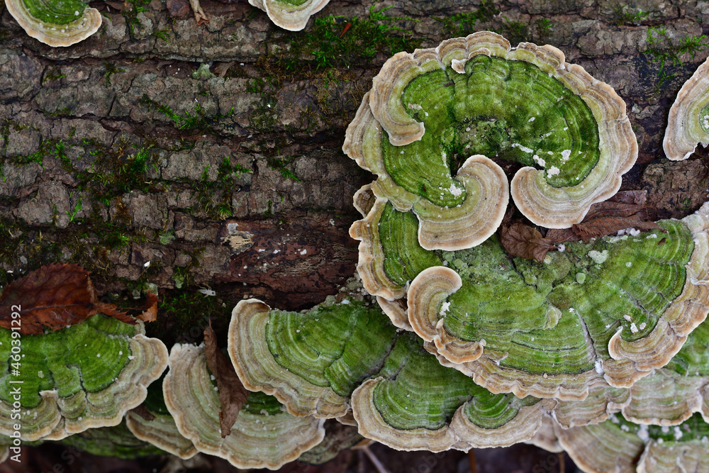 Shelf fungi on wood log. Green mushroom. Polypores. Algaecovered fungi on a rotting log Stock
