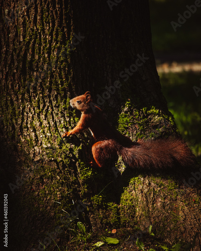 A little cute squirrle in the forest.
