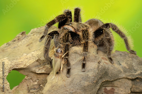 A tarantula is showing aggressive behavior. All types are venomous, but not lethal to humans. 