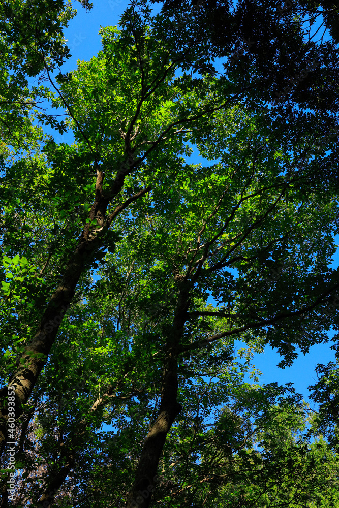 trees in the forest trees in the forest