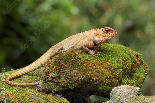 An oriental garden lizard is sunbathing on a moss-covered rock. This reptile has the scientific name Calotes versicolor.  © I Wayan Sumatika
