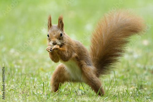 squirrel on a meadow looks like posing as a street fighter