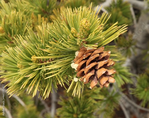 Limber Pine (Pinus flexilis) cone in Wyoming photo