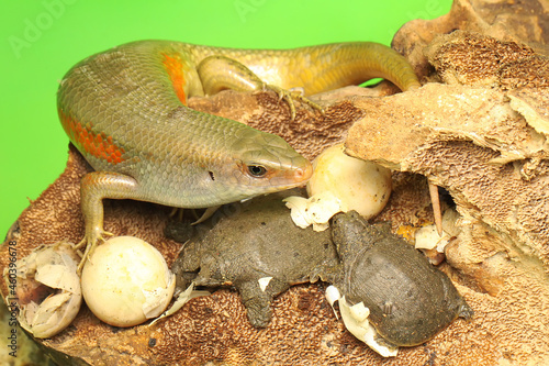 An adult common sun skink is ready to prey on a baby turtle that has just hatched from an egg. This reptile has the scientific name Mabouya multifasciata. 
