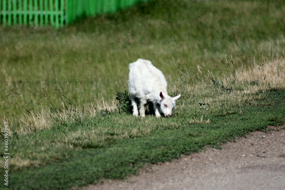 Obraz premium sheep in the meadow