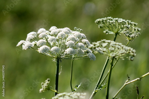 flowers in the garden
