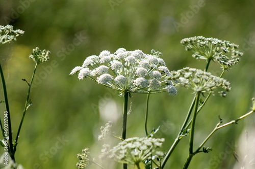 lily of the valley