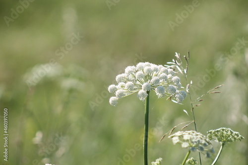 flowers in the field