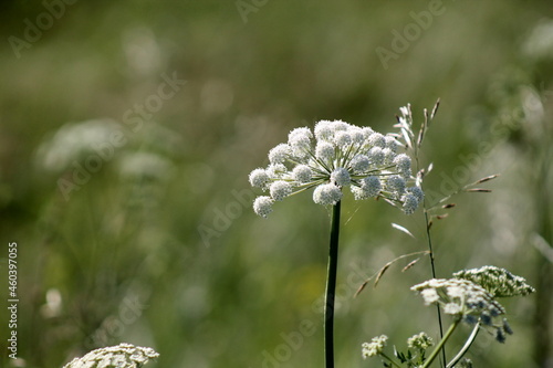 flowers in the field