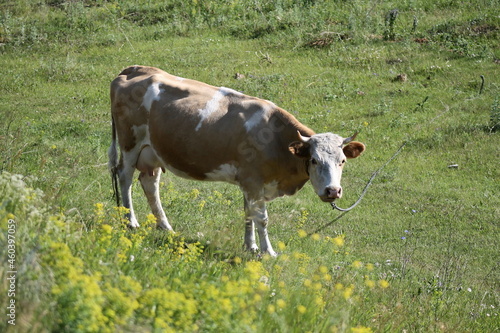 cow on the meadow
