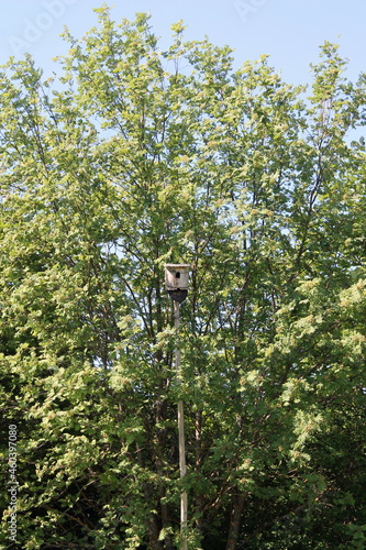 tree in the park