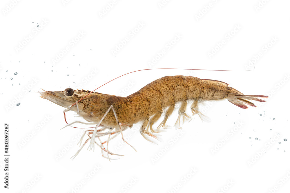 A living shrimp swimming in the water isolated on white background. A living shrimp swimming in the water isolated on white background.