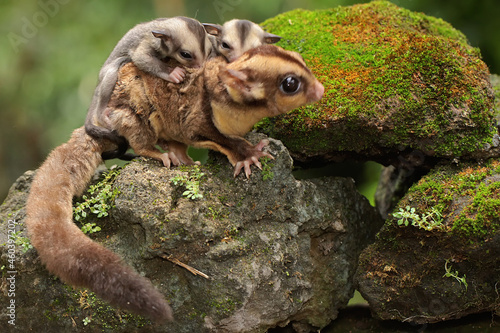 A mother sugar glider is looking for food while holding her two babies. © I Wayan Sumatika
