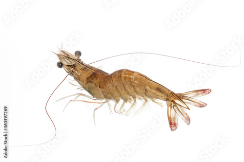 A living shrimp isolated on white background. © zhane luk