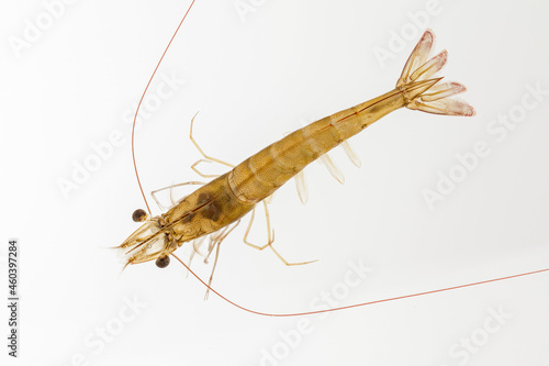 top view, live shrimp on white background.