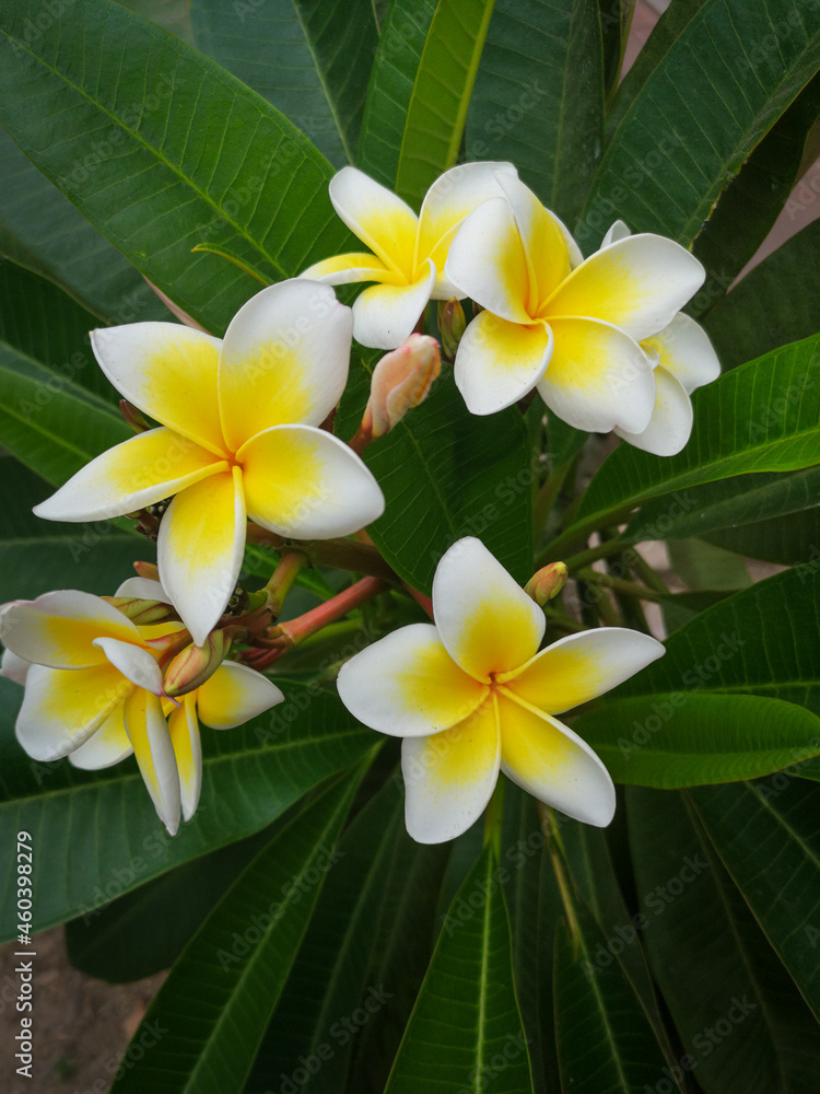 White Plumeria ... also known as Lei Flower White Plumeria ... also known as Lei Flower