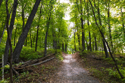 footpath in the woods