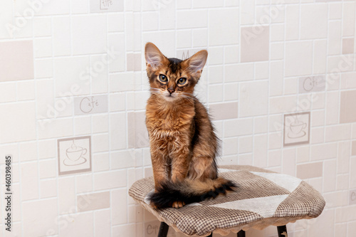 Cute somali kitten sitting on a stool