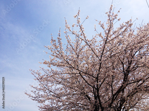 春の青空と桜