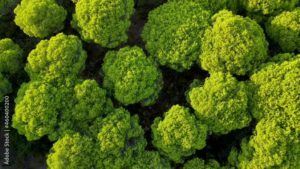 Green treetops of Umbrella or Stone pines in Cartaya pine forest in Huelva, Andalusia, Spain - slow aerial raise and spin motion Green treetops of Umbrella or Stone pines in Cartaya pine forest in Huelva, Andalusia, Spain - slow aerial raise and spin motion