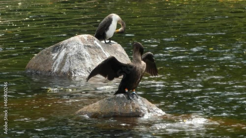 Two cormorants on the rocks of a river, one with its wings spread out to dry them and the other mending its feathers. photo