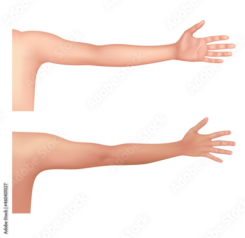Healthy human arm of the Asian people. Front and back view for advertising medical publications. Fitness and health concept. On a white background. 3D vector EPS10.