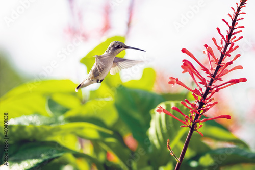 High Key Hummingbird photo