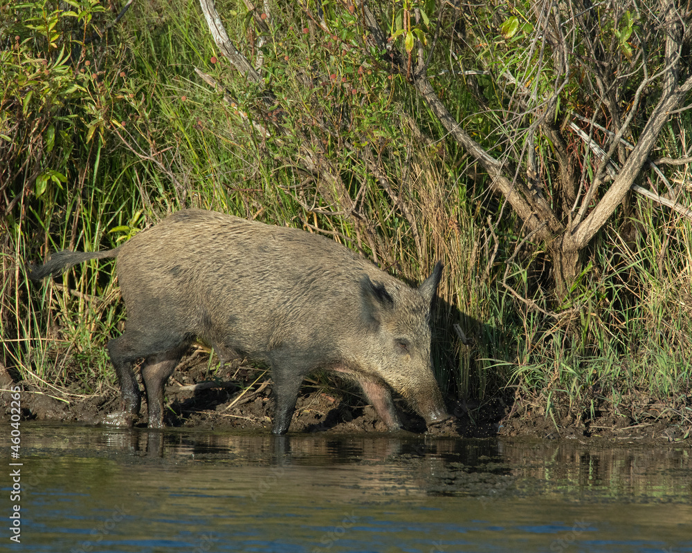 Feral Pigs in Southwest Oklahoma in a pond Feral Pigs in Southwest Oklahoma in a pond