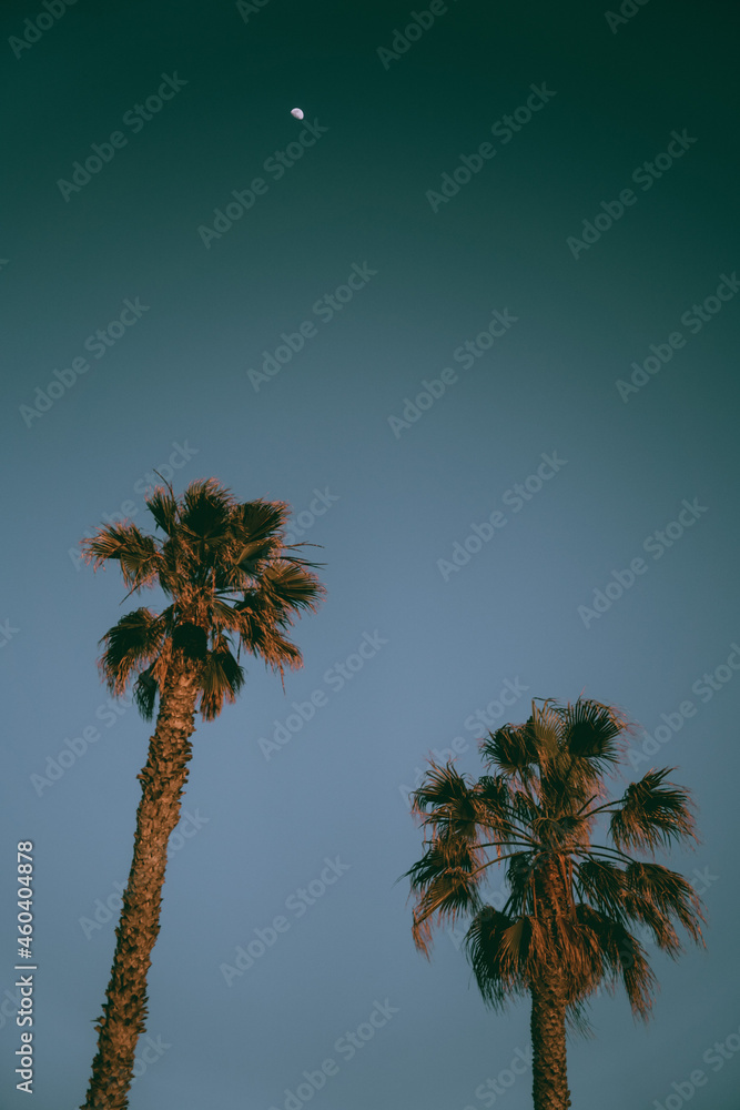 Fototapeta premium Two palm trees and the moon at dusk