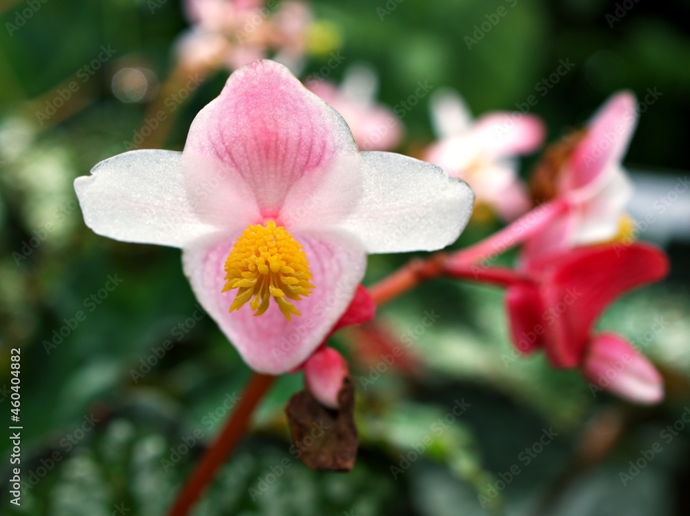 Obraz premium White pink begonia grandis alba ,Begoniaceae flower plants, Truly Hardy Begonia ,Shukaidou ,bulb plant with soft selective focus ,macro image ,closeup pink flower tropical 