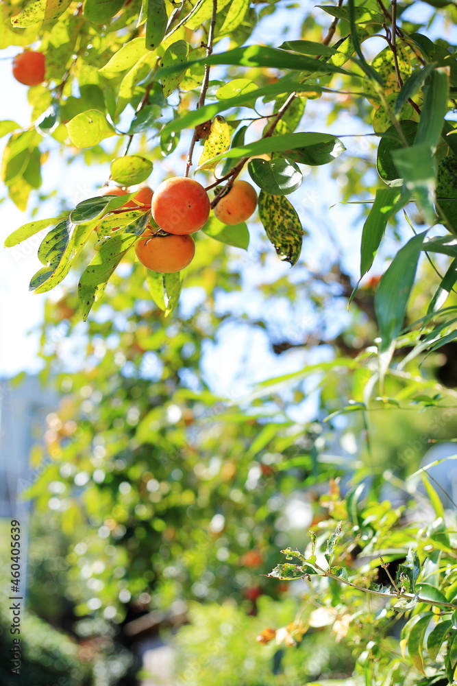 秋晴れの庭先でたわわに実る柿の実