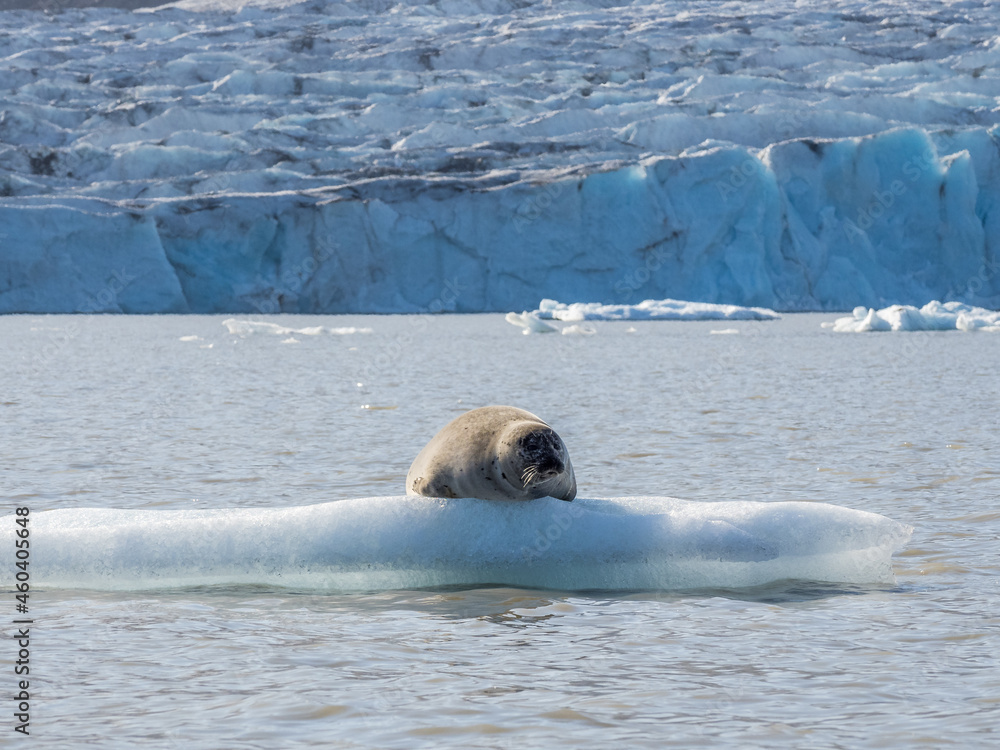 Fototapeta premium Seal on the ice floe