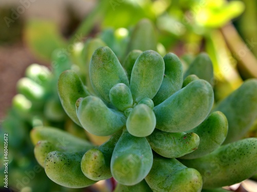  Closeup succulent plants Jelly bean ,Sedum rubrotinctum ,pork and beans desert plant ,colorful chubby ,little red tipped leaves with soft focus and blurred background ,macro image, nature leaves