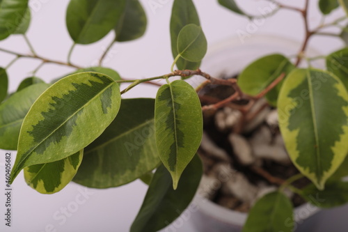 Wallpaper Mural flower Torontodigital.ca