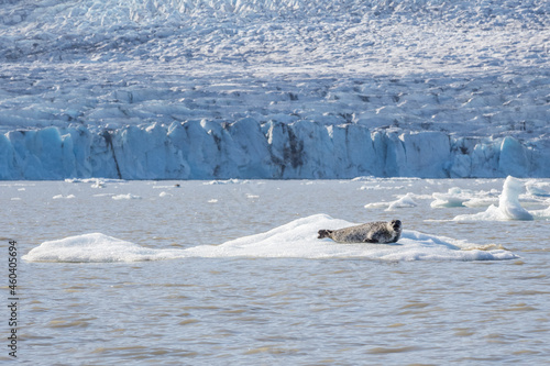 Seal on the ice floe © oldmn