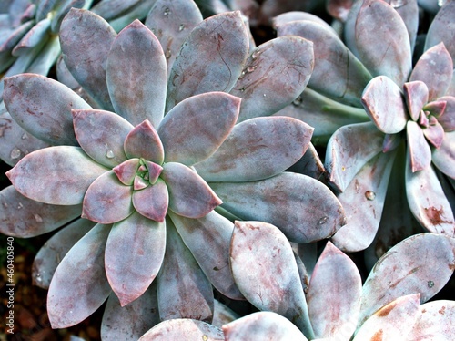 Closeup succulent plants Graptopetalum paraguayense Mother of pearl plant or Purple Ghost plant, delight ,pentandrum superbum ,purple haze ,murasaki ,leatherpetal, soft selective focus ,macro image photo