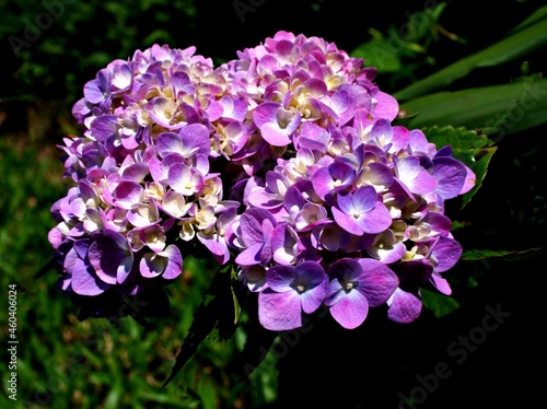 purple violet flowers Hydrangea macrophylla blooming in garden spring or summer, soft selective focus for pretty background, macro image ,delicate dreamy beauty of nature ,copy space ,gently flowers 