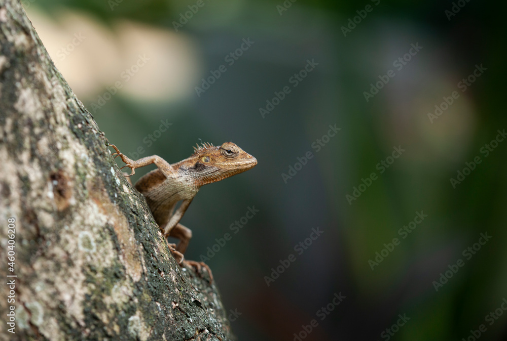 chameleon crawling on the tree chameleon crawling on the tree