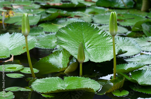 Lotus flower, Nymphaea is a genus of hardy and tender aquatic plants in the family Nymphaeaceae
