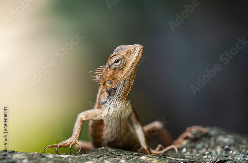 chameleon crawling on the tree