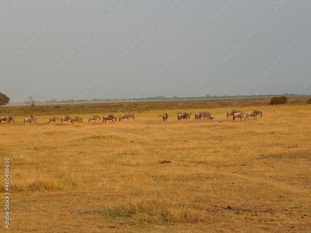 ケニア、アンボセリ国立公園でゲームドライブ　ヌーの群れ発見！