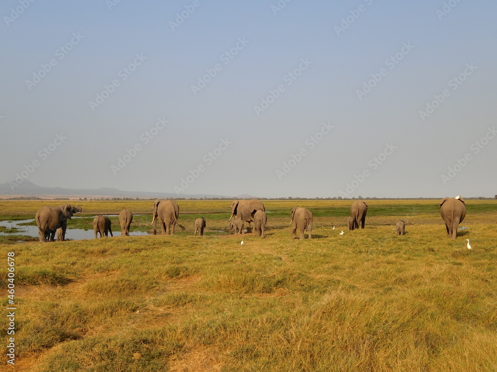 Obraz premium ケニア、アンボセリ国立公園でゲームドライブ ゾウの群れ発見！