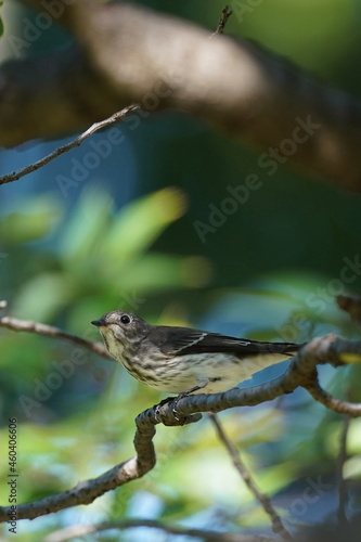 grey streaked flycatcher in the forest