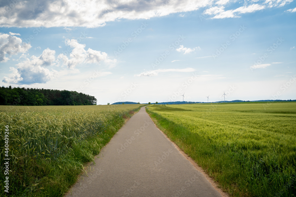 Asphalt footpath between grain fields in summer with nice blue sky Asphalt footpath between grain fields in summer with nice blue sky