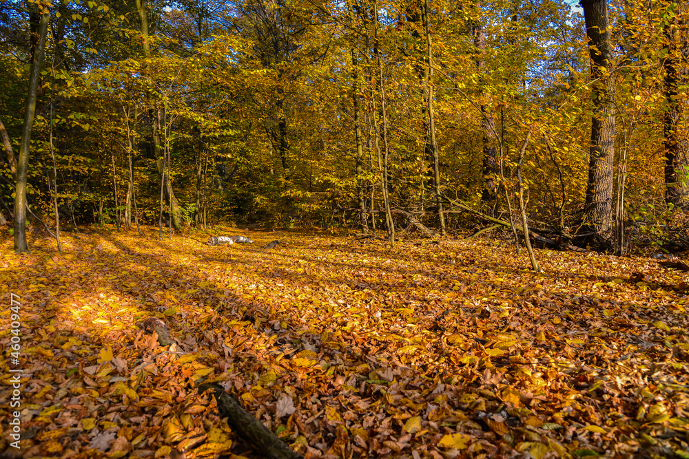Autumn deciduous forest. Golden autumn Autumn deciduous forest. Golden autumn