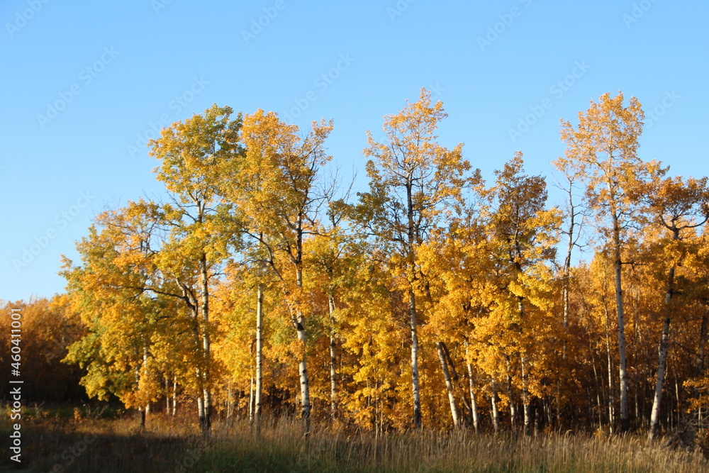 Colors In The Trees, Elk Island National Park, Alberta Colors In The Trees, Elk Island National Park, Alberta