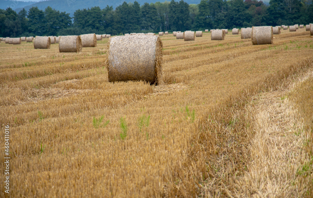 Round straw bales on the agricultural field after the grain harvest in the summer.